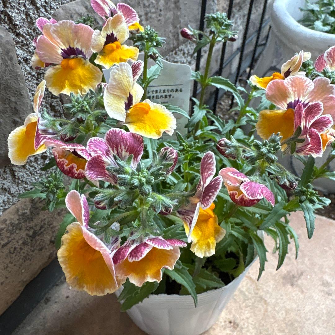 ネメシア・ネシア