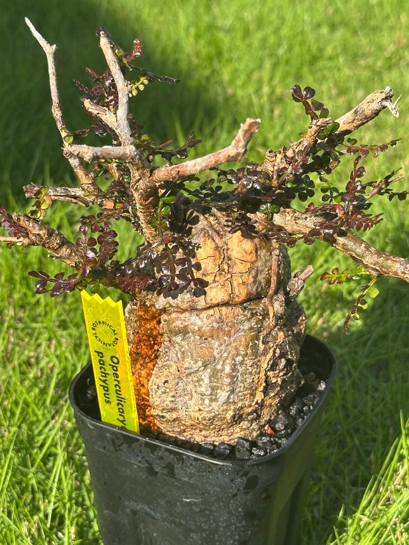 オペルクリカア　パキプス