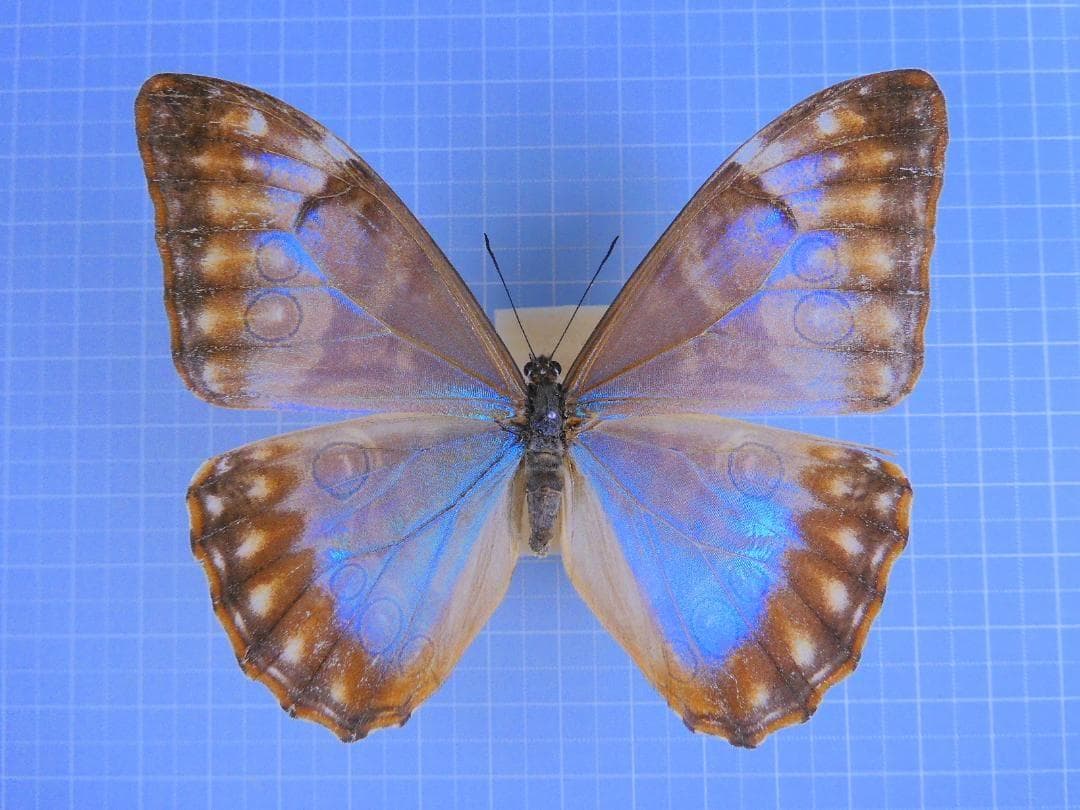 標本 Peru Morpho aurora female 84mm