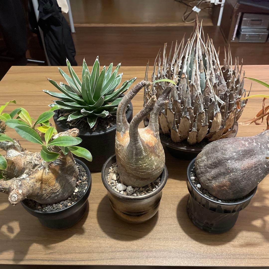 まとめ売り　グラキリス　エボリスピナ　カクチペス