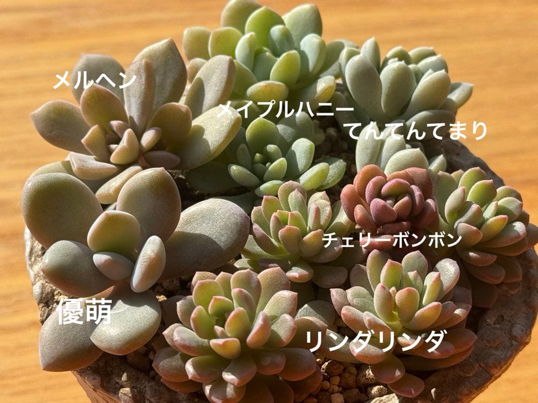 Mippo✩.*˚様 リクエスト 3点 まとめ商品