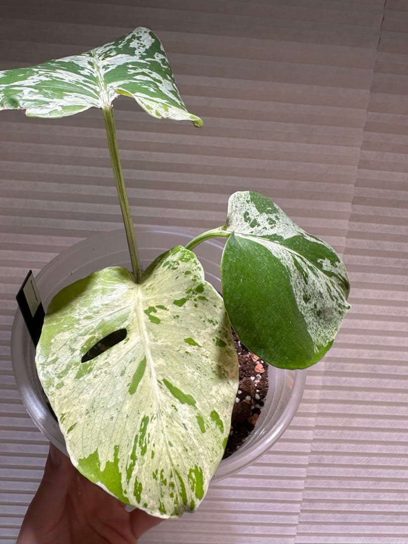 モンステラ　バルバソウル Monstera Bulbasaur