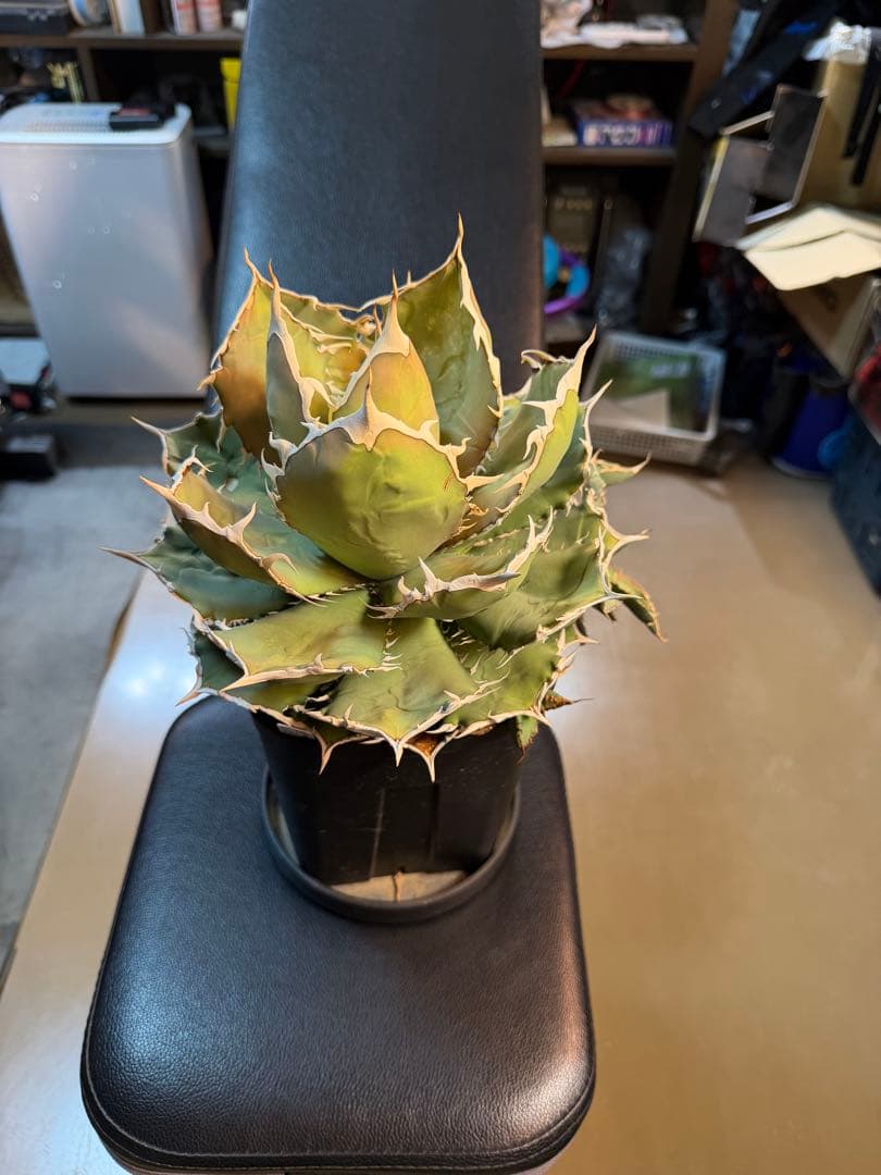 アガベ　チタノタ　烈焔　標本株　子株付き