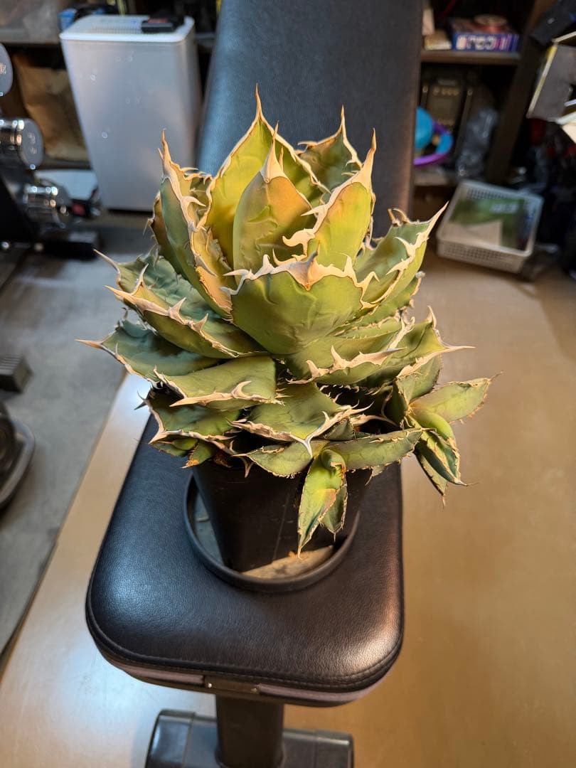 アガベ　チタノタ　烈焔　標本株　子株付き