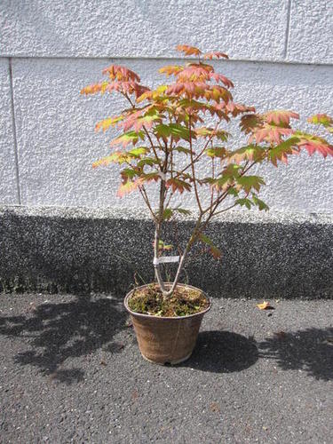 楽天市場】板谷名月【もみじ】 【鉢植え】【紅葉】 : 園芸百貨店何でも
