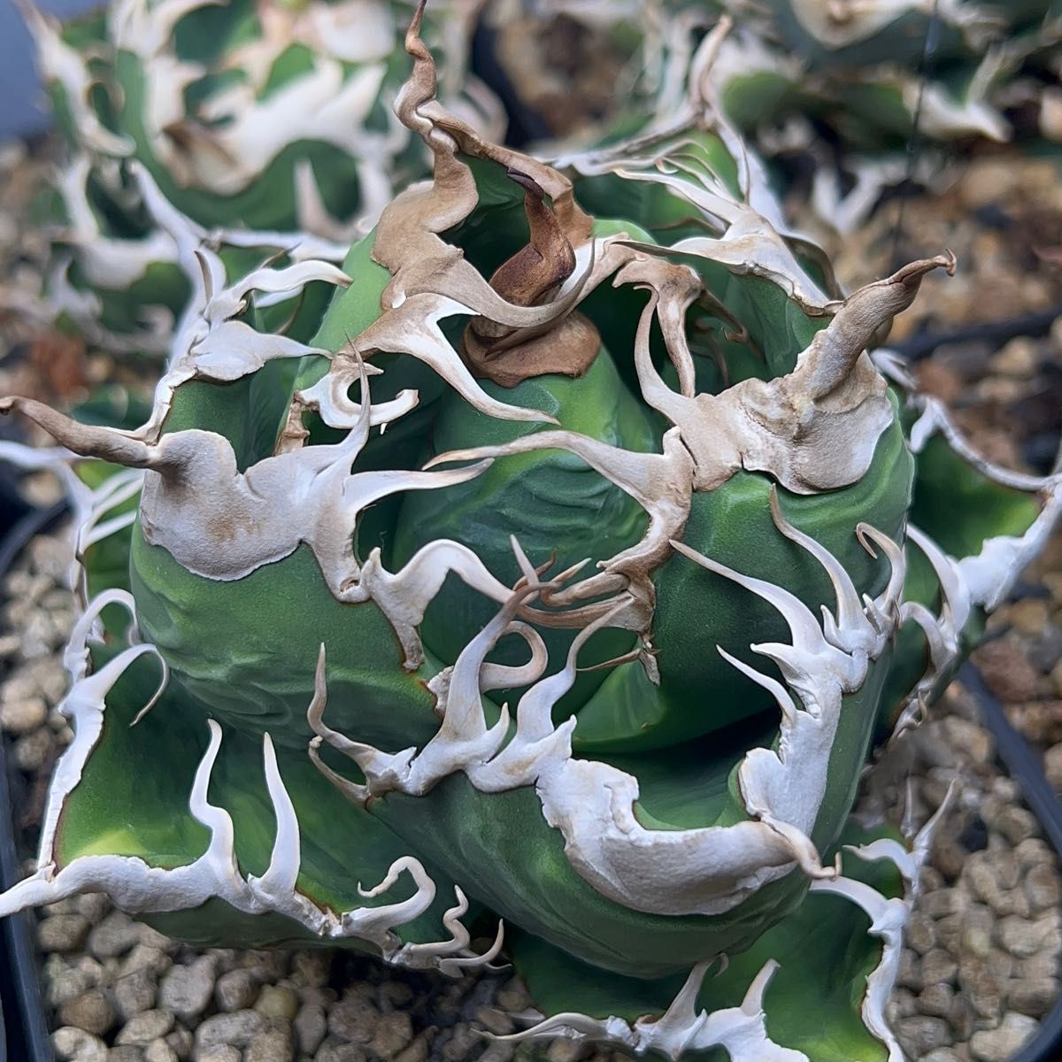 アガベ チタノタ バケモノ 悪魔くん 子株 oc｜Yahoo!フリマ（旧PayPay