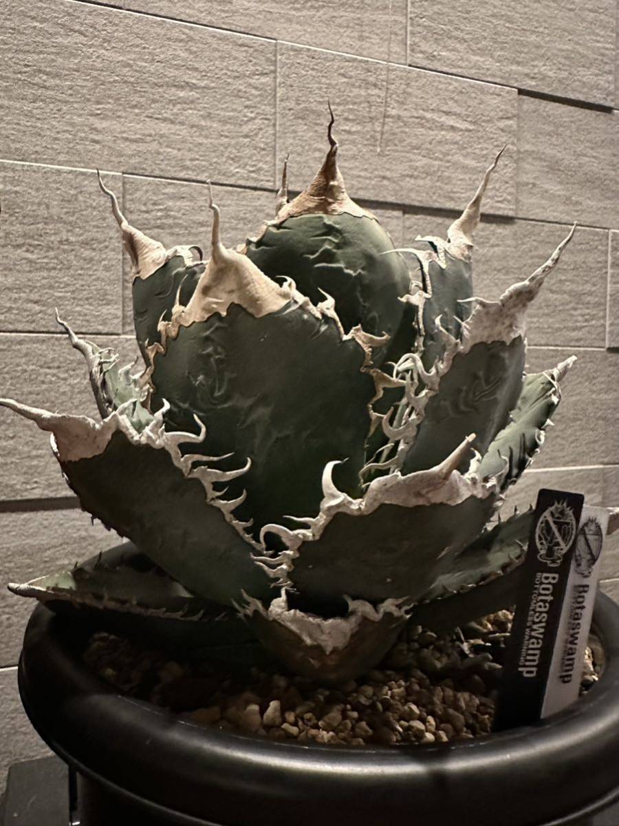 Yahoo!オークション - アガベ チタノタ BAKEMONO シチリア悪魔くん 子