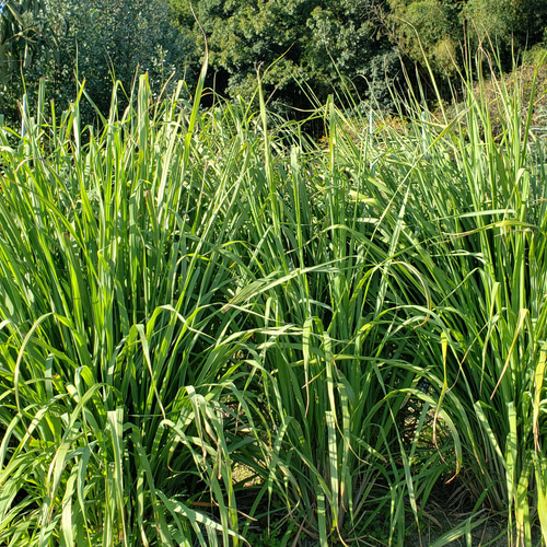 レモングラス苗 無農薬ハーブ 多肉植物 SEASON 通販 14920560｜Creema
