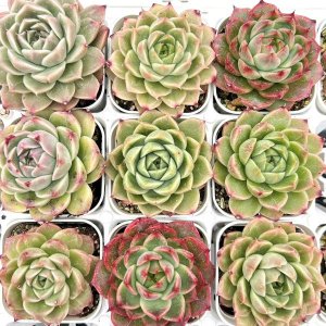 ○多肉植物 エケベリア アリエル 2.5寸苗 C4126 - ハニーミント本店