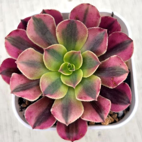 ○多肉植物 アエオニウム メデューサ 2.5寸苗 Y3044 - ハニーミント本店