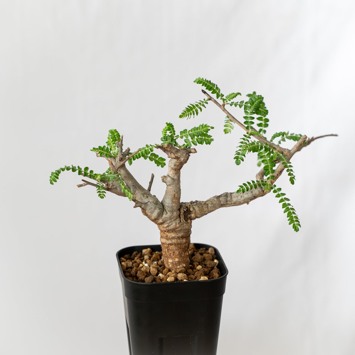 ボスウェリア ネグレクタ【発根管理中】Boswellia neglecta 多肉植物