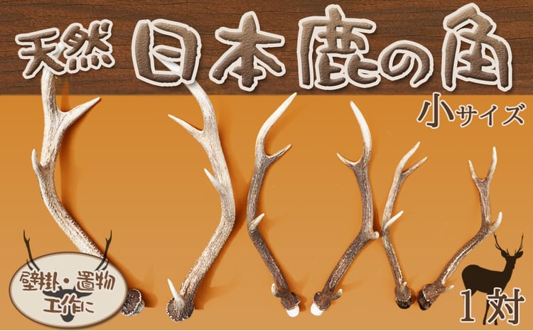 房総ジビエクラフト】工芸・壁飾り用天然素材『日本鹿の角 一対』小
