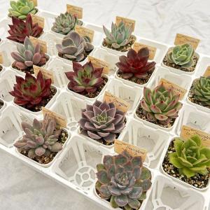 多肉植物 エケベリア アリエル錦 7.5cmポット苗 : ハニーミント - 通販