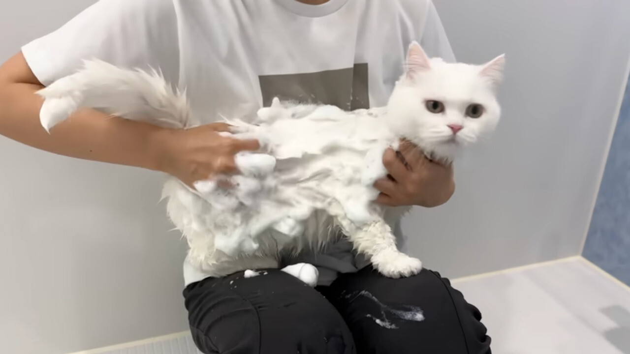 シャンプーはいやだ！」泡まみれで飼い主さんの背中によじのぼり文句を