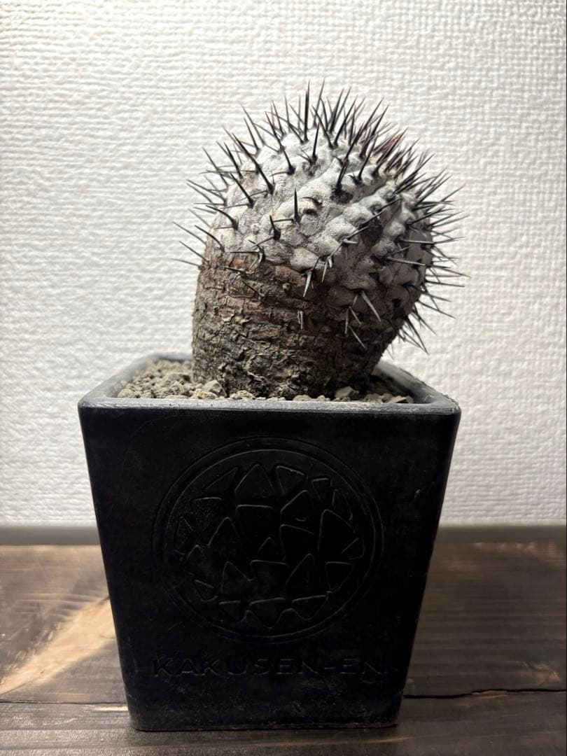 コピアポア Copiapoa コムルナアルバ　現地球　白肌美株　弧竜丸　黒王丸 コピアポア Copiapoa コルムナアルバ 現地球 白肌美株 弧竜丸 黒王丸