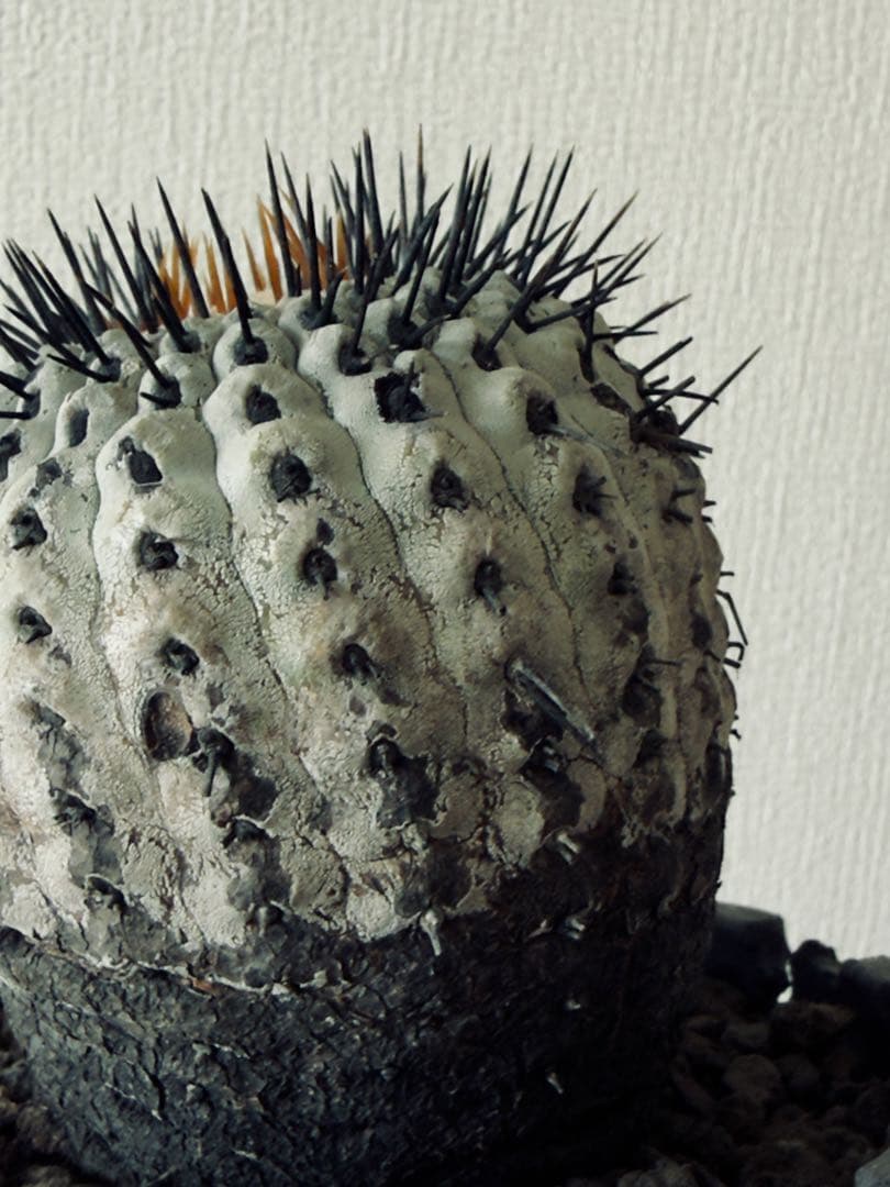 コピアポア Copiapoa コルムナアルバ 現地球 白肌美株 弧竜丸 黒王丸