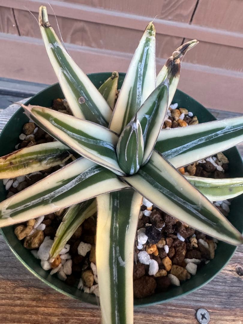 アガベ Agave victoriae-reginae 'Hyouzan' 258 Agave Queen Victoria Reginae Porcupine – Eureka Farms