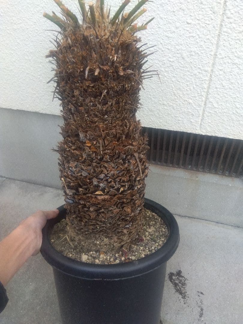 ソテツ　特大株❗　か