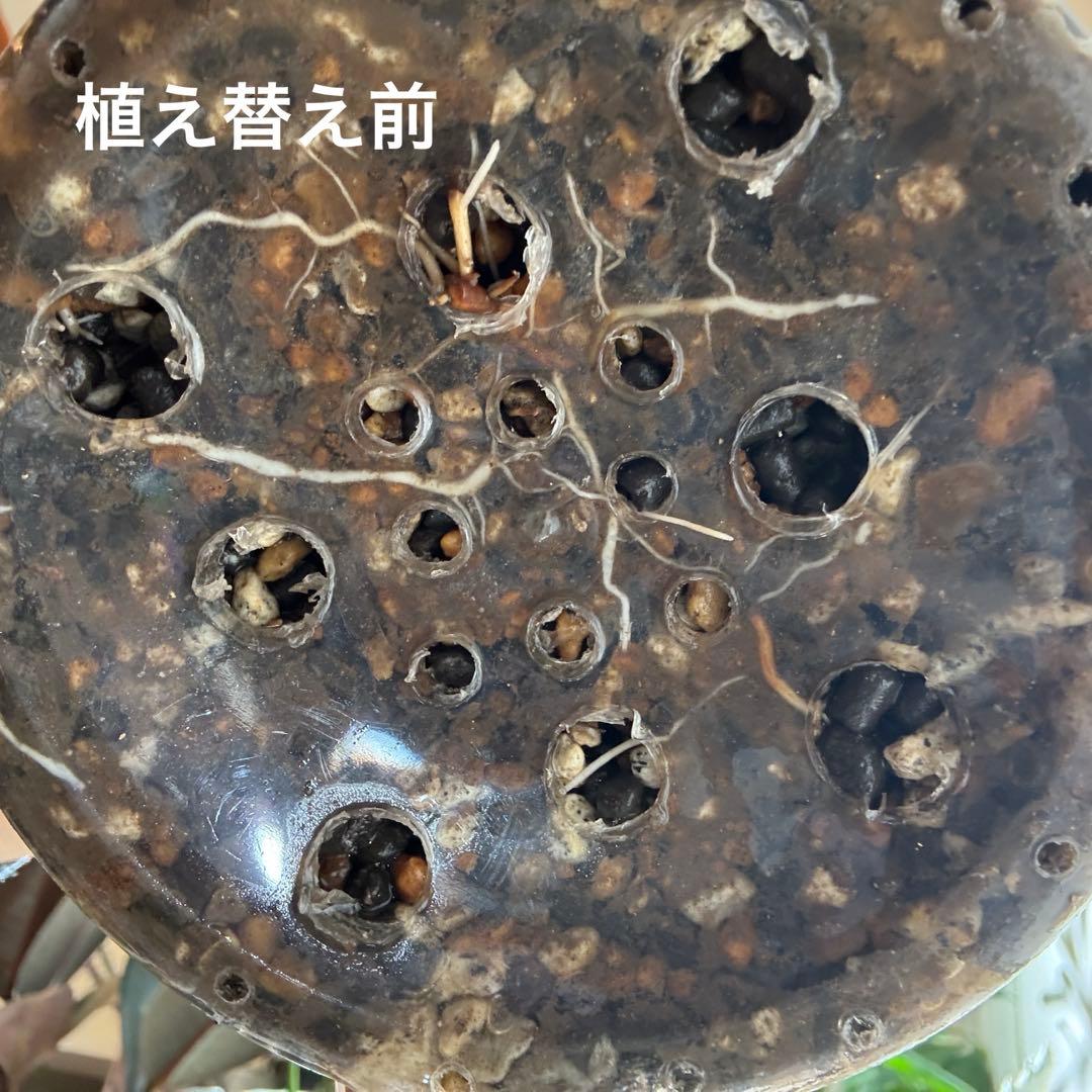 【発根済現地球】オペルクリカリアパキプス