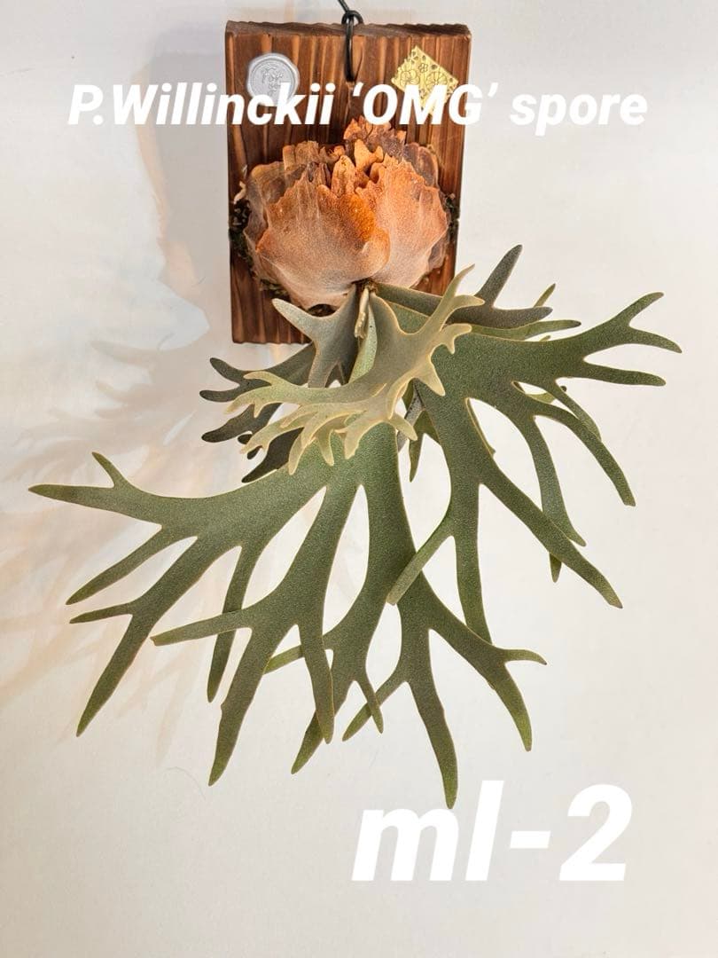 ◆◆◆ P.Willinckii ‘OMG’ spore（ml-2）