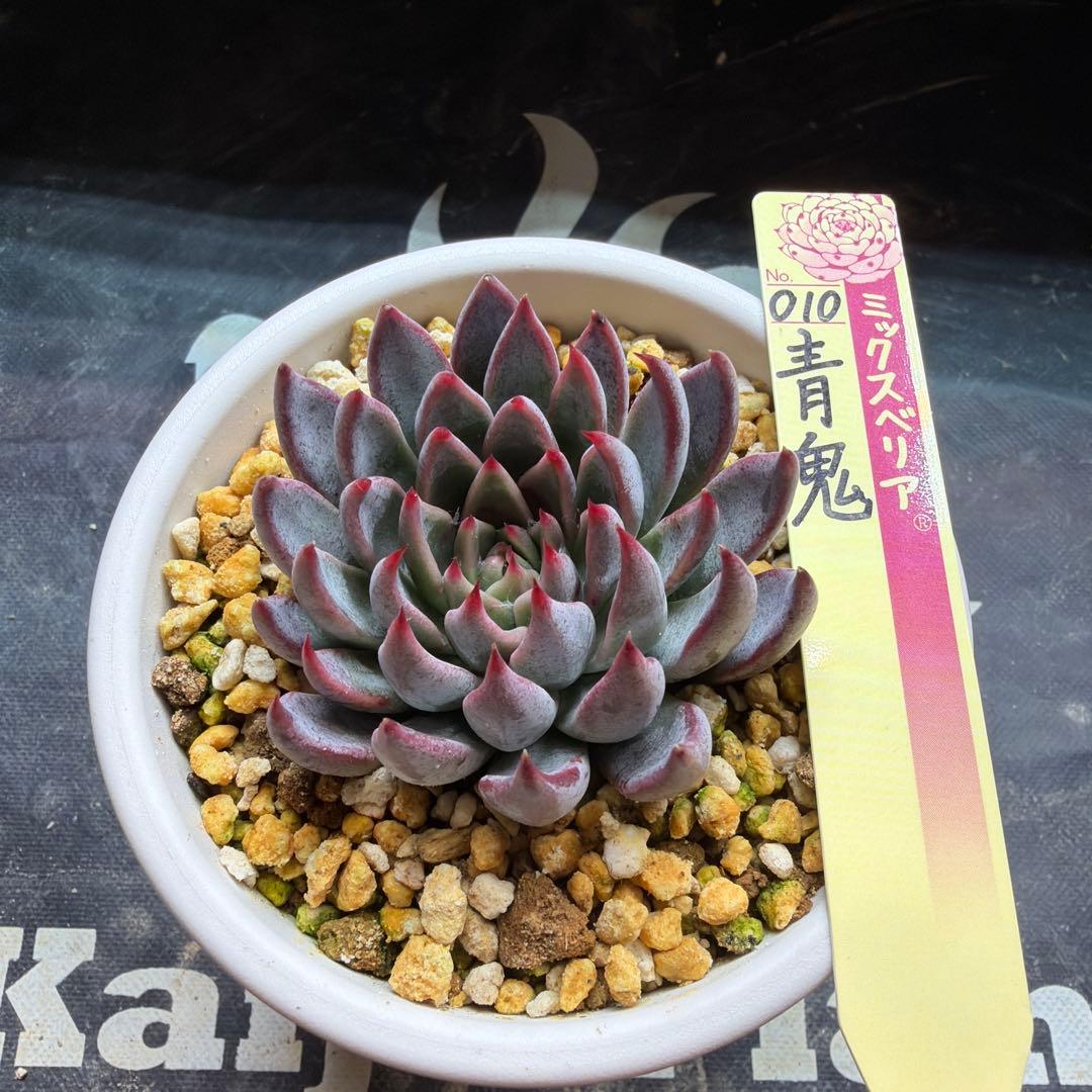 おらいさん苗　ミックスベリア　青鬼　札付き　根はり鉢3号　鉢ごと発送