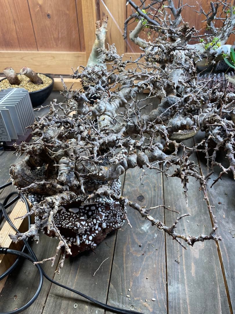 コミフォラ　エイル　落葉中　発根済み　抜き苗