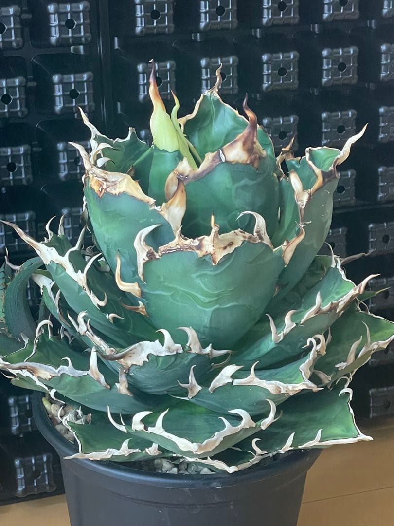 アガベ チタノタ Berlin 猟豹 チーター