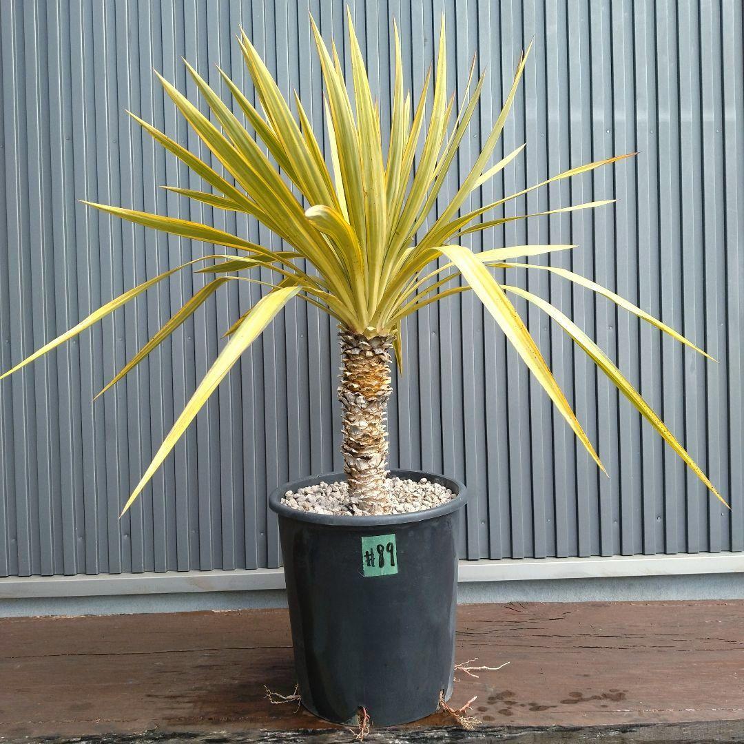 #89 ユッカ プレミアムゴールド