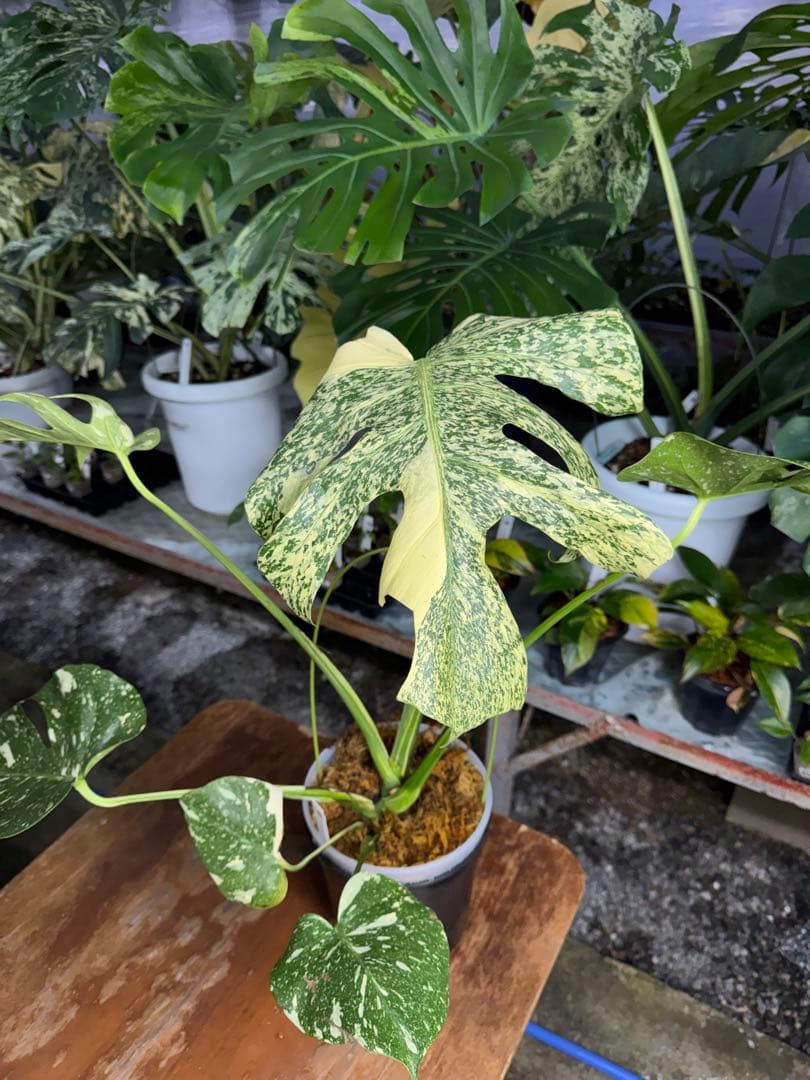 モ*～様 12モンステラ　タイコンステレーション　スターライト