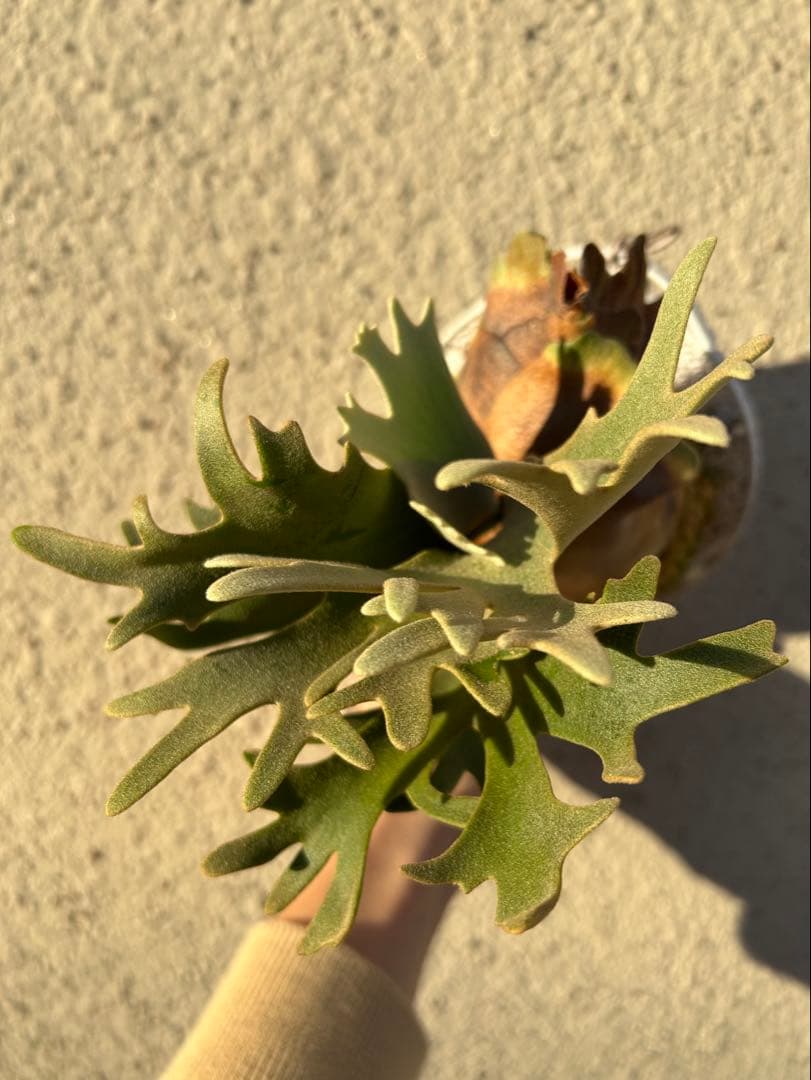 P.willinckii Nano spore ビカクシダ