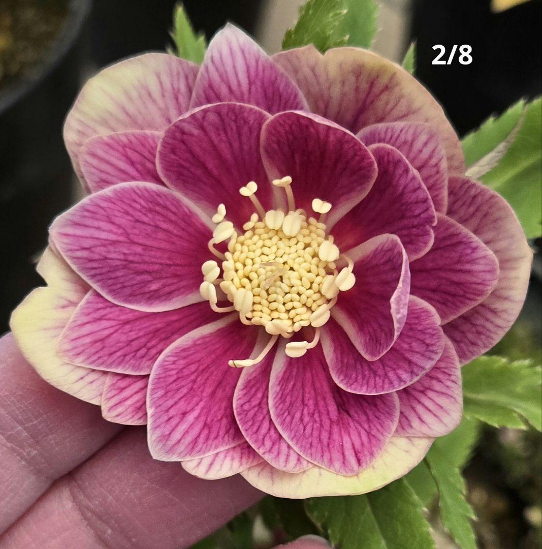 未株分　認定ソレイユd d 　広瀬園芸　クリスマスローズ