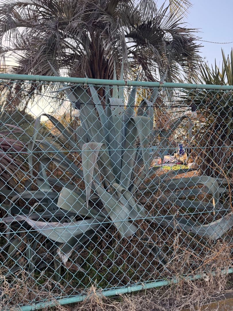 大きなアガベ　リュウゼツラン