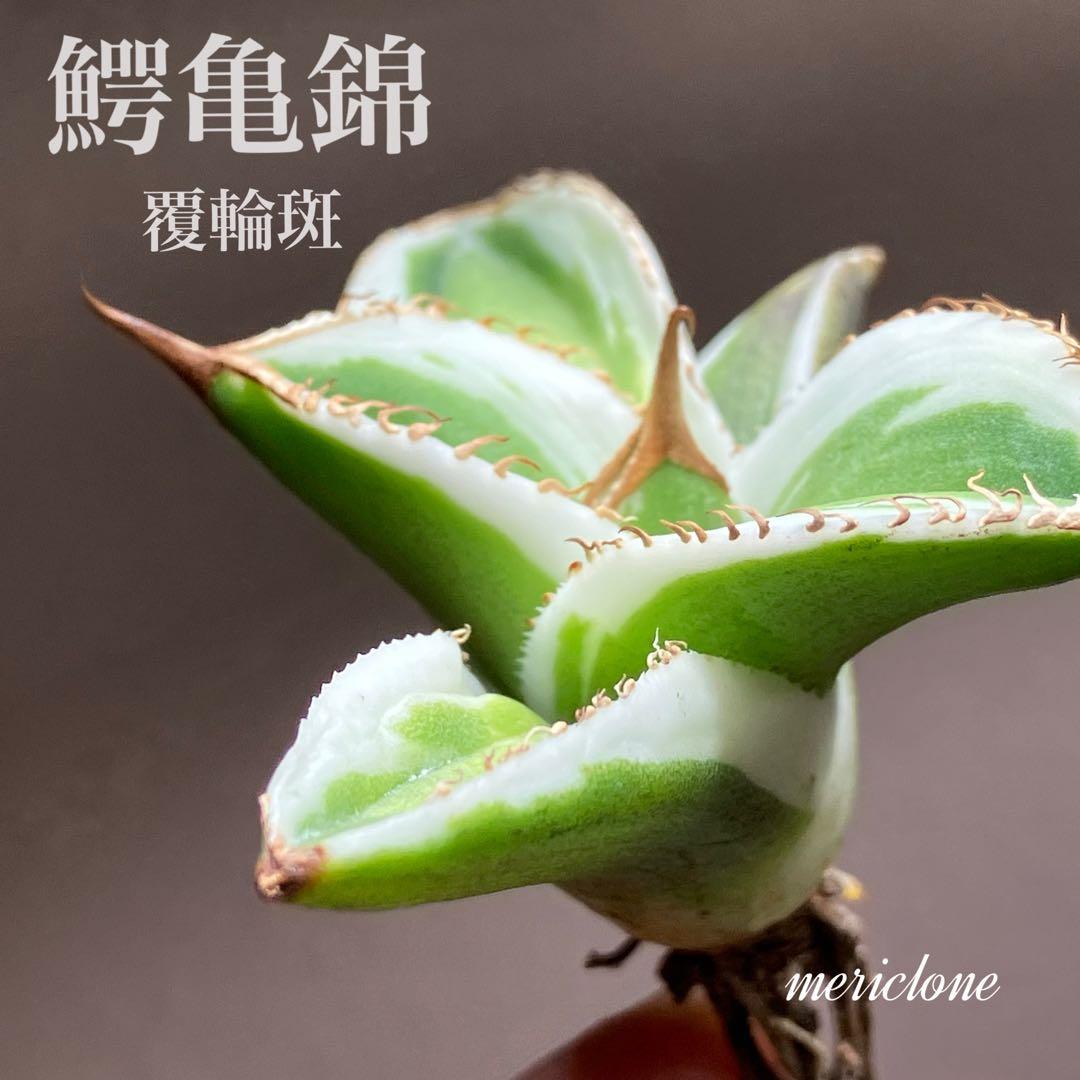 初出品【匿名配送】激レア　サイズ大　美株　強棘　アガベ　鰐亀　覆輪斑　TC