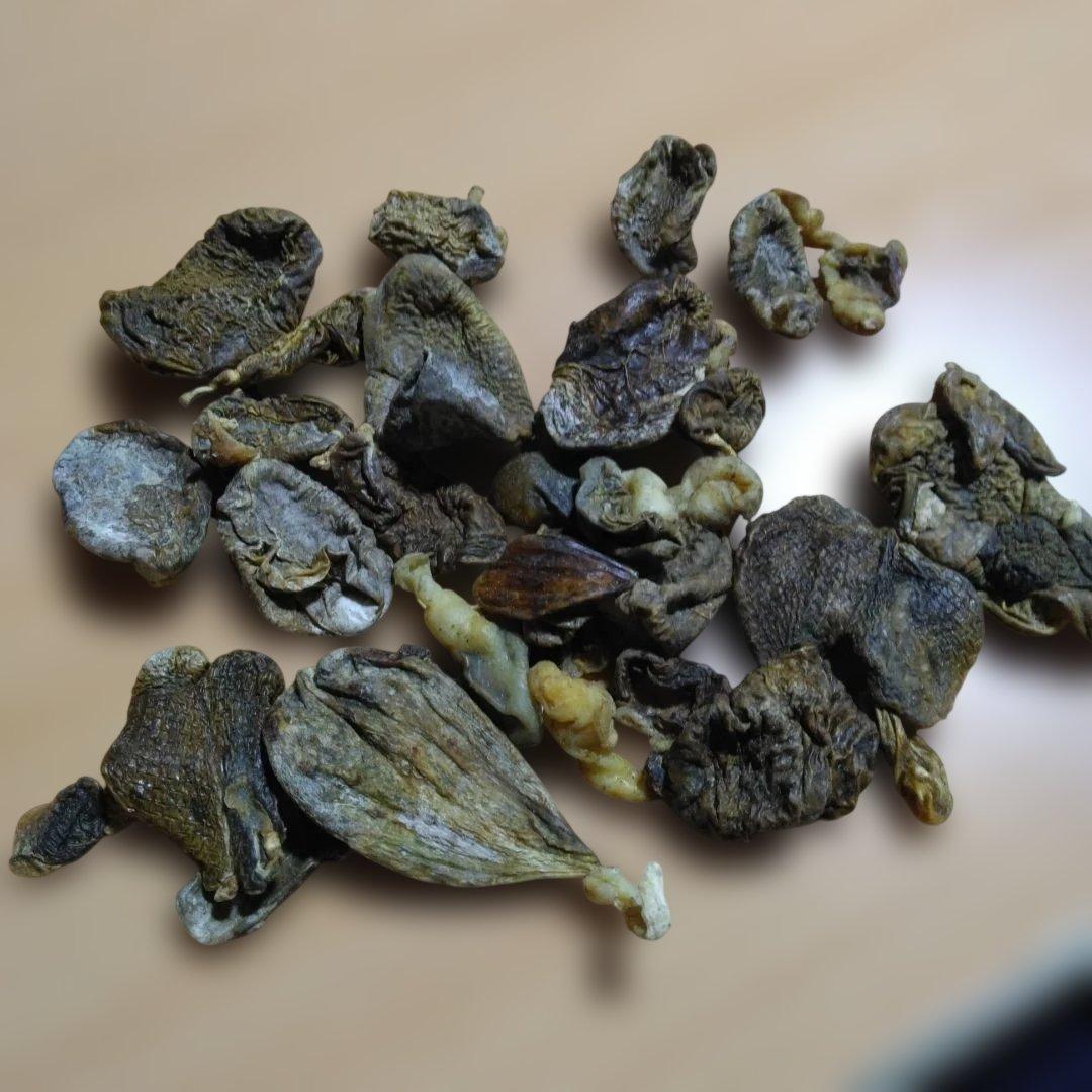 イノシシ胆嚢　胆のう　お守り　厄除け