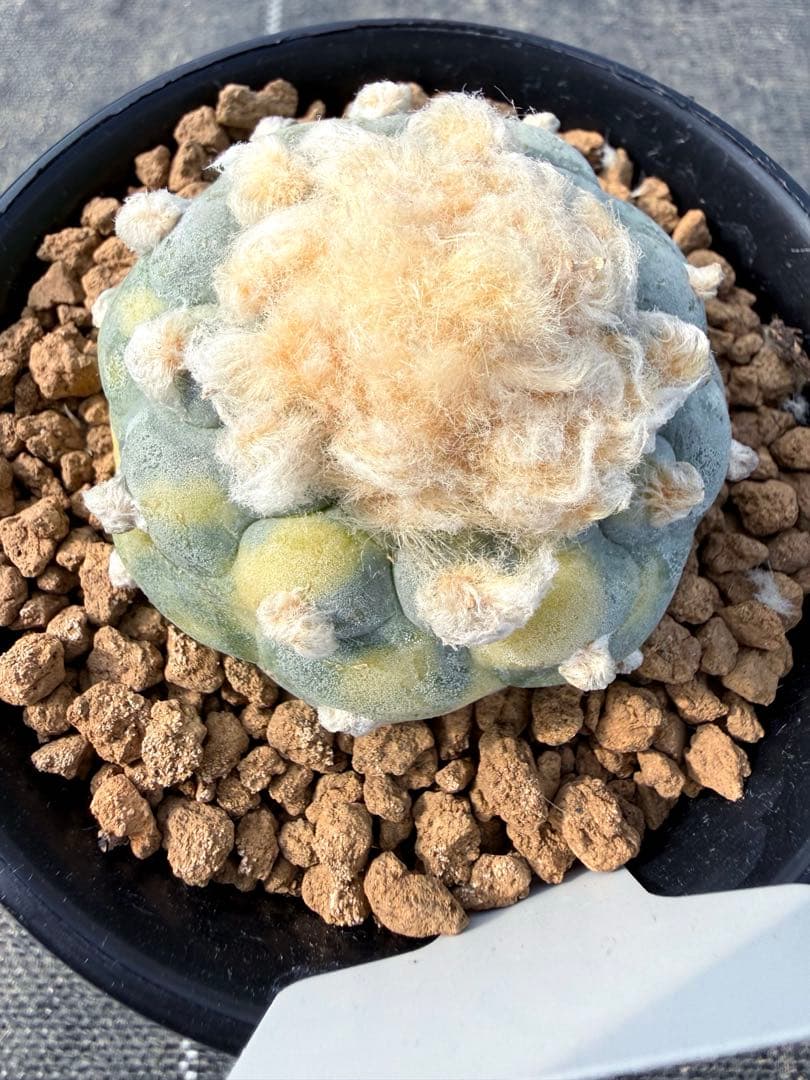 銀冠玉錦　ロホホラ　サボテン　鳥羽玉