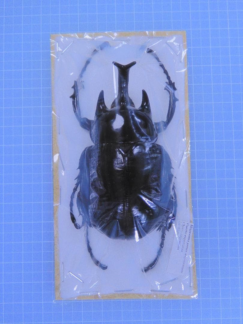 アルゼンチン産　ヤヌスゾウカブト　78mm