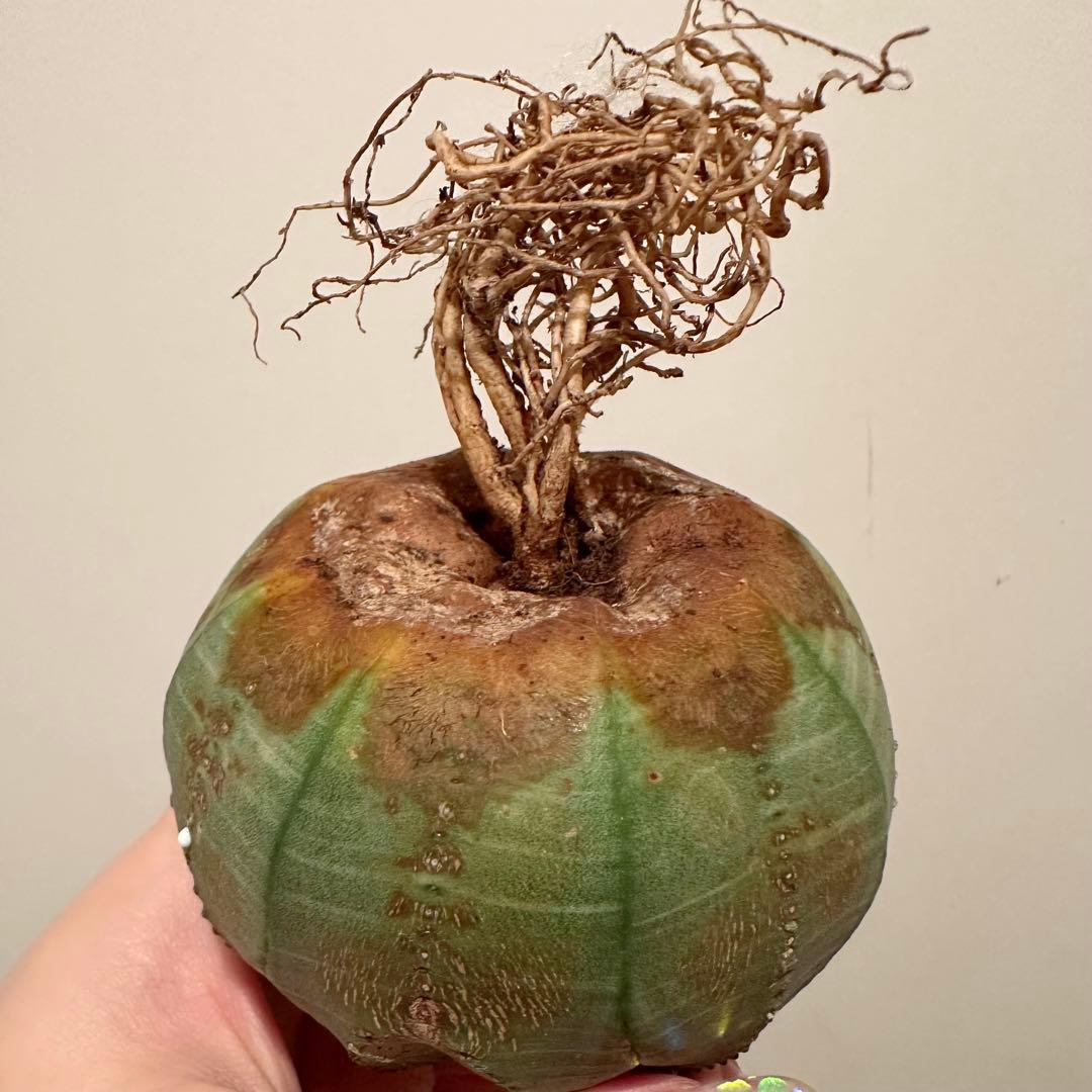 Ｈ*様 ユーフォルビア オベサ 特大 モンスト 綴化