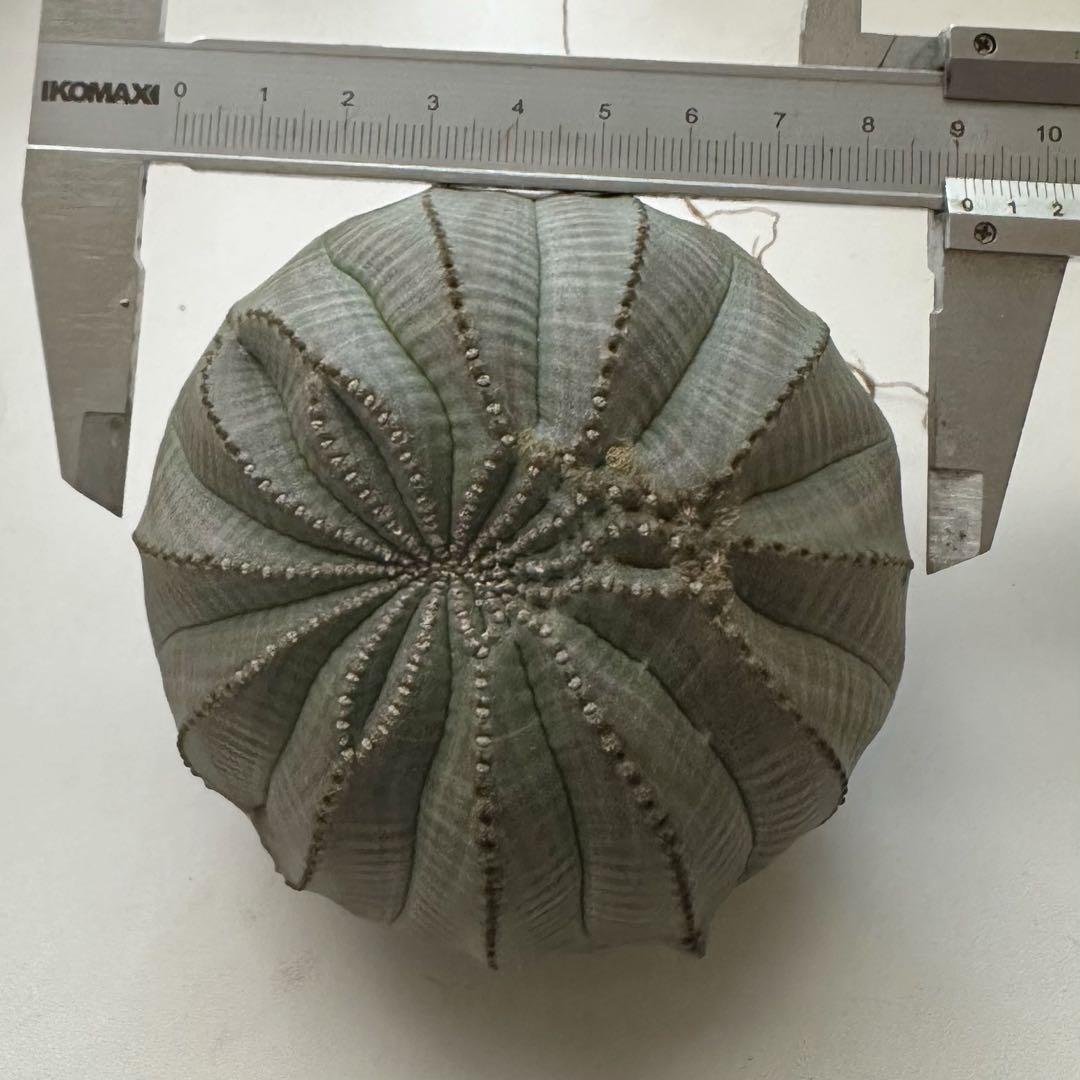 Ｈ*様 ユーフォルビア オベサ 特大 モンスト 綴化