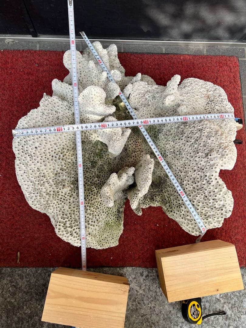 特大天然珊瑚　置き物インテリア　熱帯風