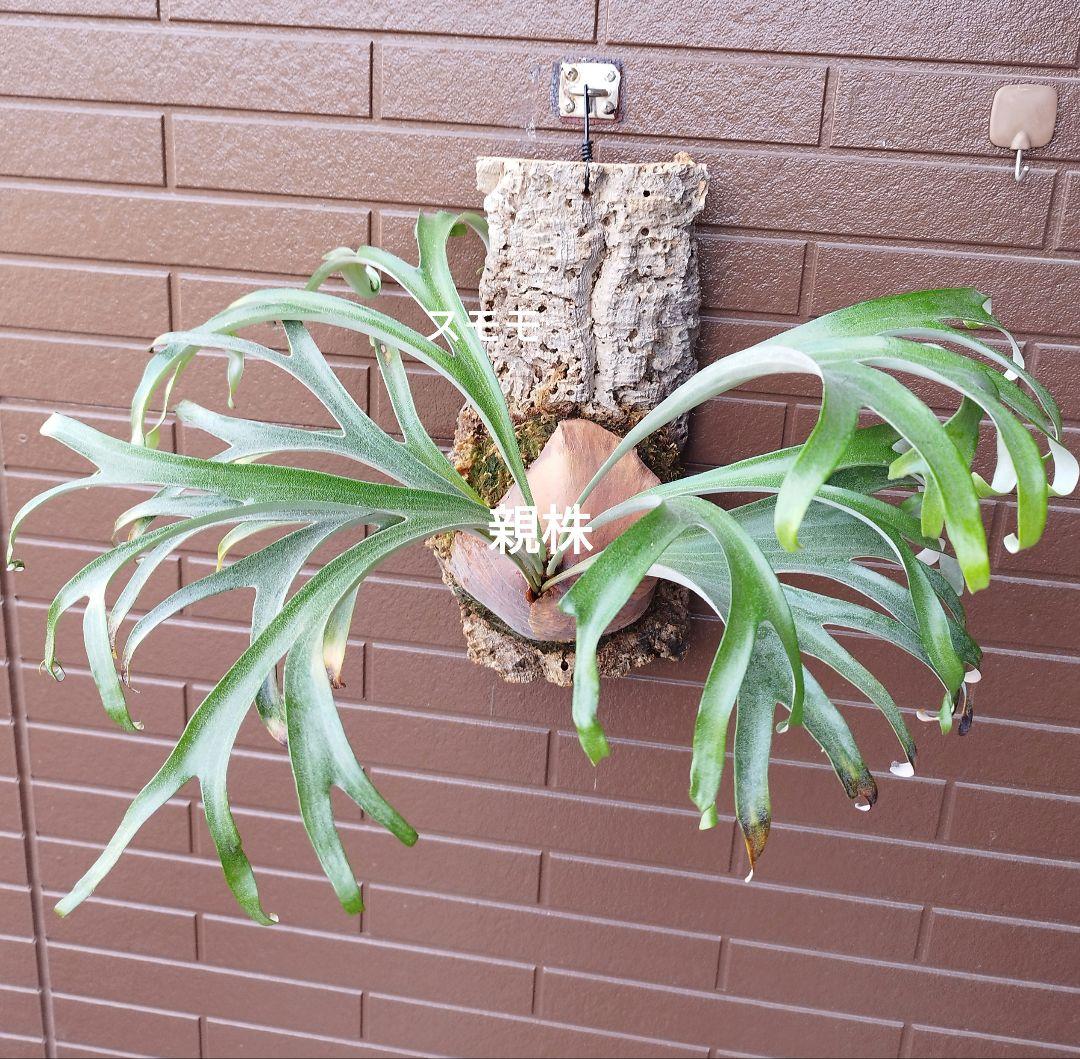 alcicorne compact (oc) 株分 アルマダドワーフ　ビカクシダ