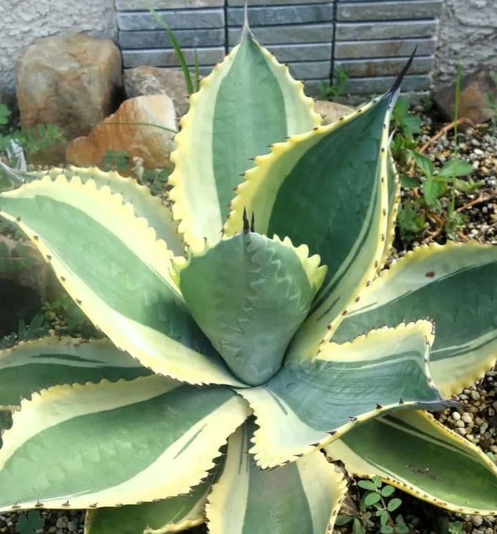 【極良形】アガベ フェロックス「リップルエフェクト」