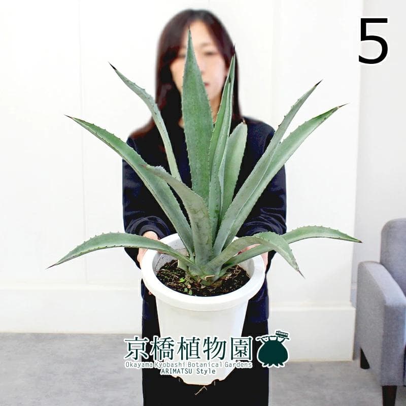 【現品】アガベ・アオノリュウゼツラン　8号　白鉢　（5）