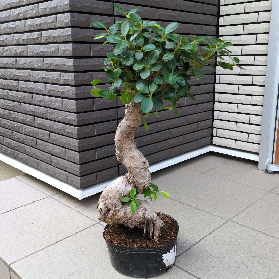 観葉植物　パンダガジュマル　８号ポット　多幸の木　Ａ