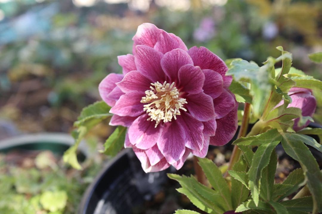 ♡広瀬園芸♡ 充実株シリーズ①DDピンク白抜け　ソレイユ系