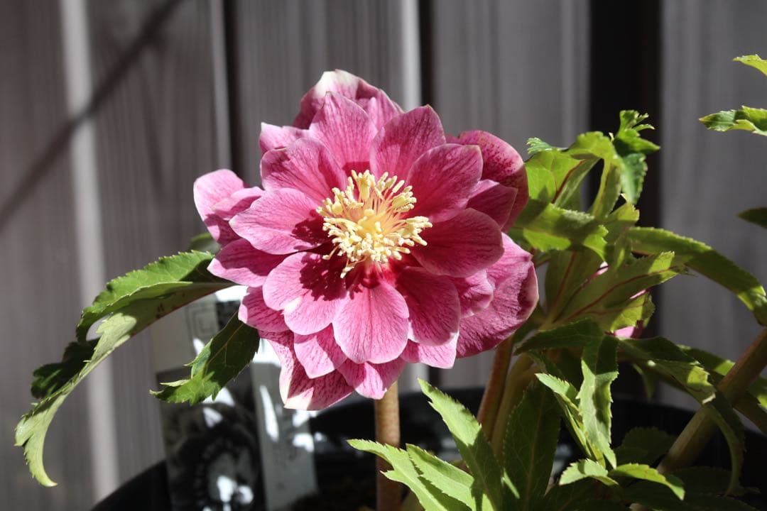 ♡広瀬園芸♡ 充実株シリーズ①DDピンク白抜け　ソレイユ系