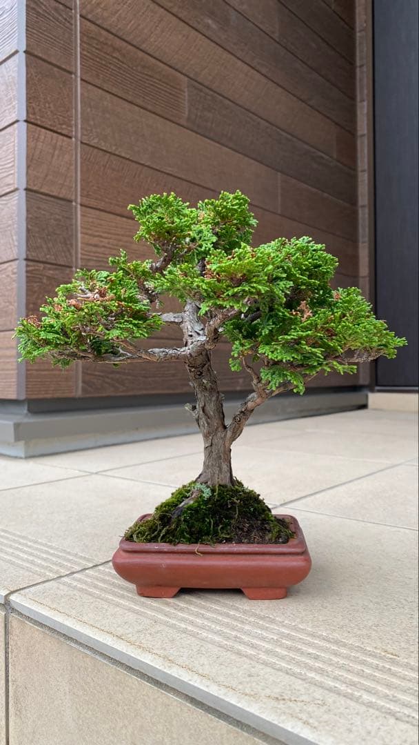 激古　津山ヒノキ　盆栽