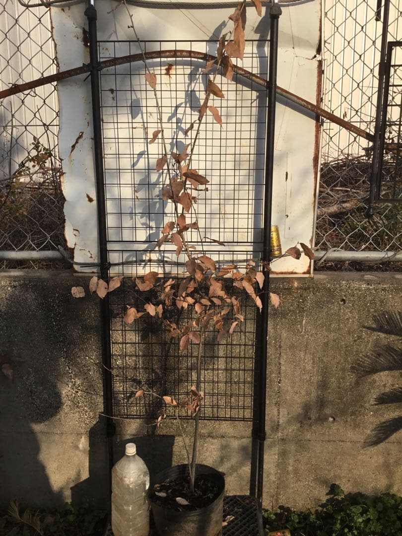 ヤマコウバシ１７０センチ