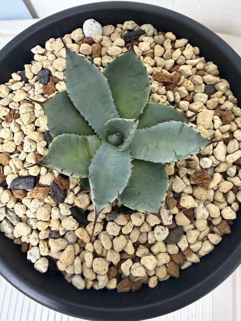 アガベ　姫吉祥天