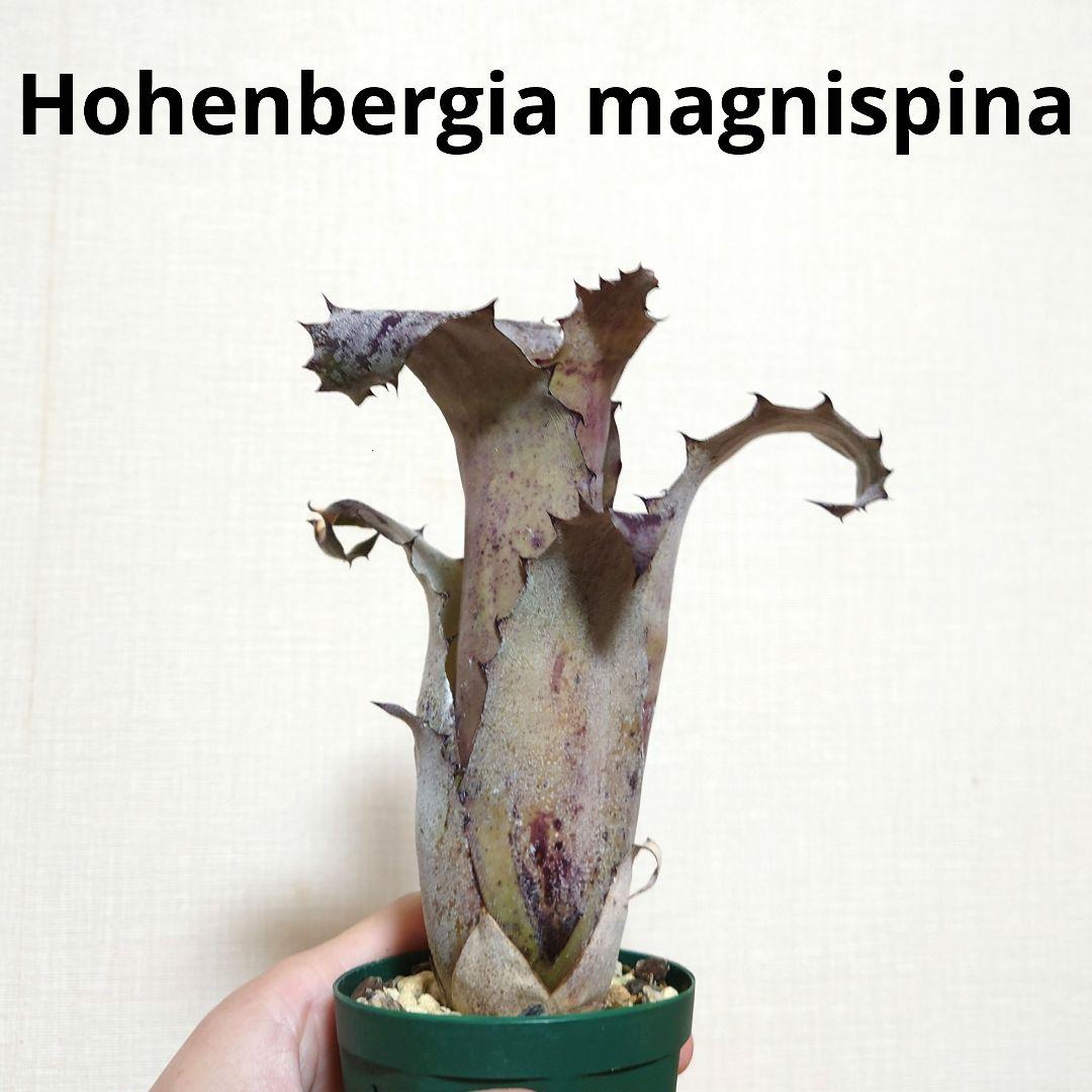 ブロメリア・エアープランツ Hohenbergia magnispina from T'sTROPICALS