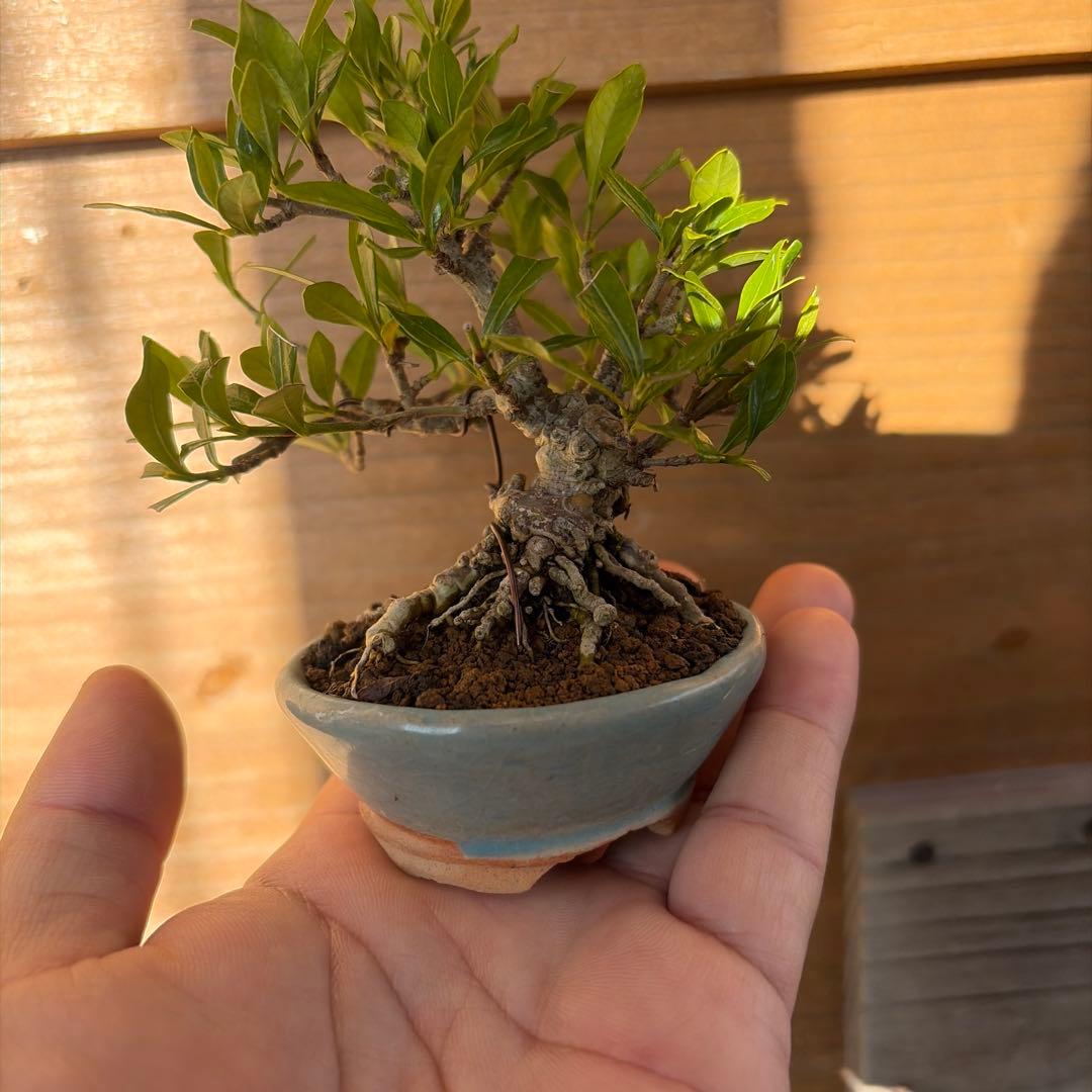 クチナシ小品盆栽